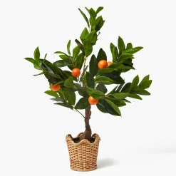 Clementine Tree