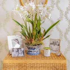 Faux Dancing Lady Orchid in Chinoiserie Planter