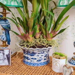 Faux Dancing Lady Orchid in Chinoiserie Planter