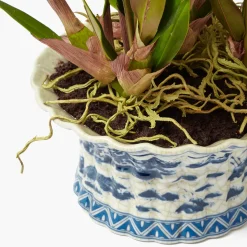 Faux Dancing Lady Orchid in Chinoiserie Planter