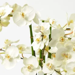 Faux Orchid in Chinoiserie Planter
