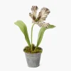 Mrs. Alice Handpainted Chocolate Tulip