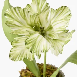 Mrs. Alice Handpainted Green Tulip