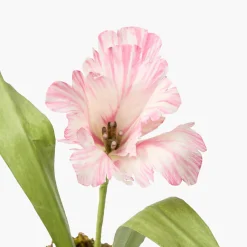 Mrs. Alice Handpainted Pink Tulip
