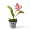 Mrs. Alice Handpainted Red Tulip