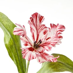 Mrs. Alice Handpainted Red Tulip