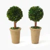Potted Boxwood Ball (Pair)