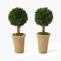 Potted Boxwood Ball (Pair)