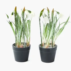 Potted Faux Frosted Snowdrop (Pair)